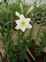 [4113 Global Leader Mak No101.JPG]